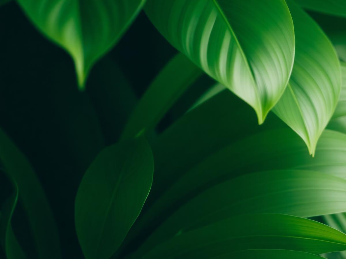 Elevate Leaf